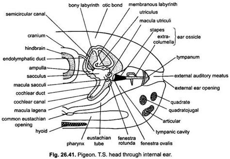 Sense Organs in Pigeons (With Diagram) | Vertebrates | Chordata | Zoology