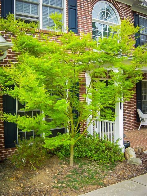 Vom symbol zur reinen ästhetik. Seiryu_Japanese_Maple | Japanische ahornbäume ...