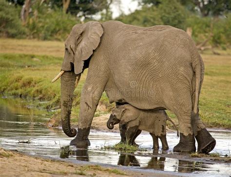 Elephant Protecting Baby Elephant Botswana Africa Stock Photo Image