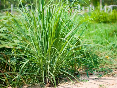 Information And Tips For Growing Lemongrass Plants