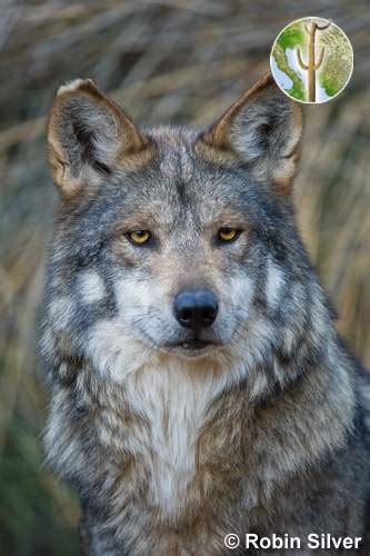 Mexican Gray Wolf By Robin Silver Wild Sonora