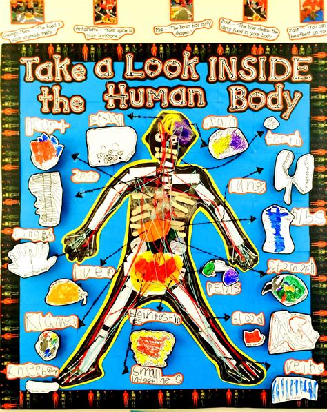 The Human Body Theme Display Board Human Body Unit Human Body Unit