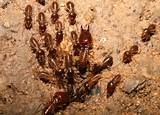 Pictures of Termites Have Wings
