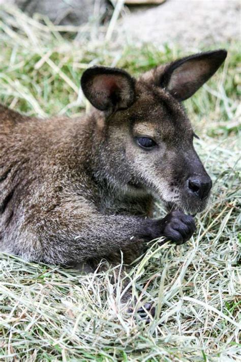 Follow our guide doing the zoo with kids! Things To Know Before Visiting John Ball Zoo In Grand ...