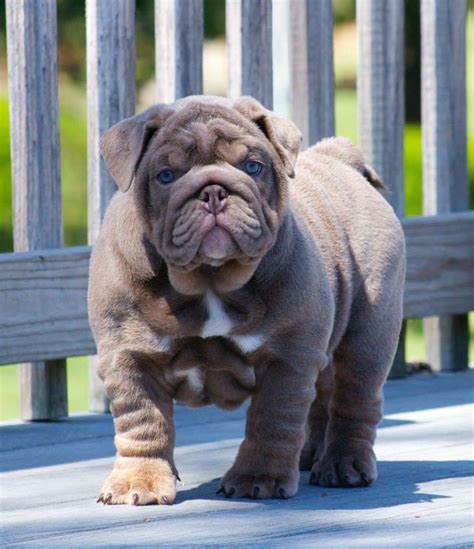 To help you name your bulldog easily, we have a page for each type of name. Lilac English bulldog puppy. (With images) | Bulldog ...