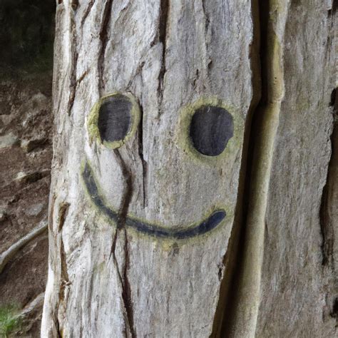 Oregon Smiley Face Trees The Iconic Symbol Of Oregons Landscape