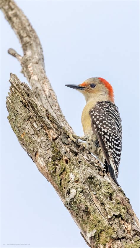 Perched Red Bellied Woodpecker
