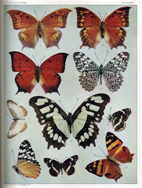 Rare Book Collection Of Botanical And Butterfly Printables