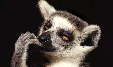 Lemur Gives His Best Sherlock Impression In These Funny Pictures
