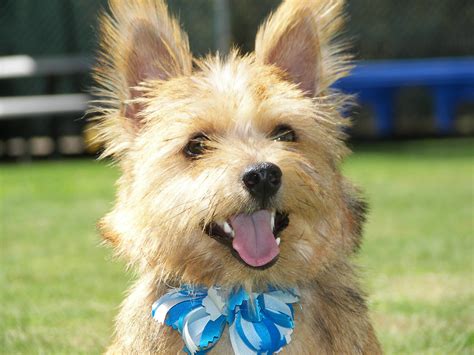 Купить норвич и керн терьера. Norwich Terrier with a blue bow photo and wallpaper ...