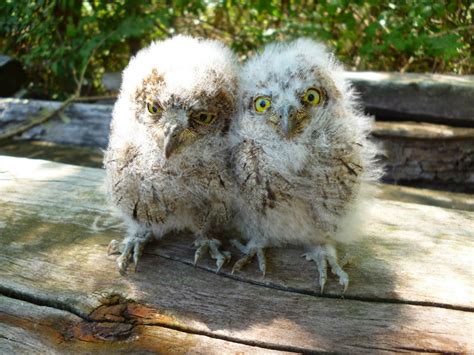Maybe you would like to learn more about one of these? Centro de Fauna Salvaje de los Aiguamolls de l'Empordà