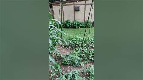 Bamboo Trellis For Sugar Baby Watermelons Youtube