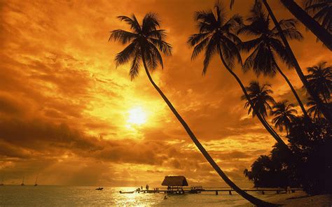 Beach Palm Trees Sunset The Yucatan Times