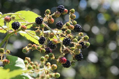 Seasons Fruits Wild Berry Picking In Washington Medium