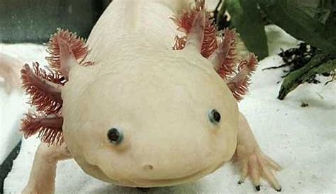Crazy Creature Of The Week The Axolotl Or Mexican Walking Fish The
