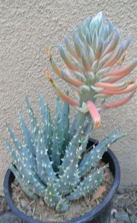Learn songs like mississippi, desperado, adios maria and got a lotta love easy. Aloe longistyla Karoo Aloe powder blue white spines nice ...