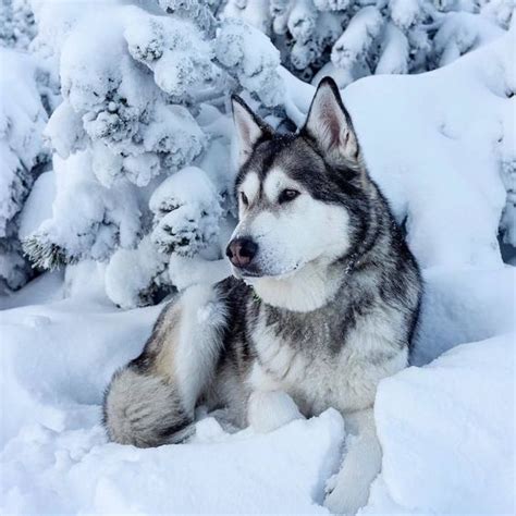 Siberian Husky Dog Breed Information And Pictures