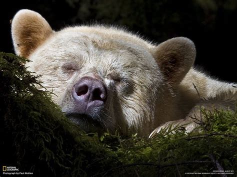 Pin By Son Of Universe On National Geographic Kermode Bear Spirit