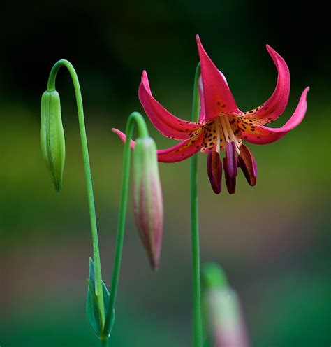 canada lily lilium canadense these lovely flowers are blo… flickr