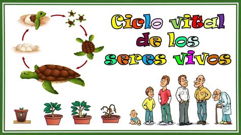 Ciclo Vital De Los Seres Vivos Youtube