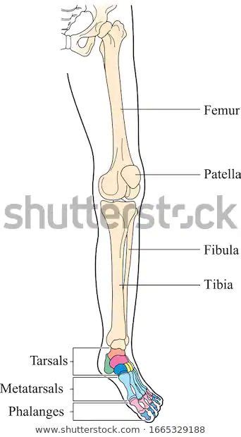 The Bones Of The Lower Limb And Upper Limb Are Labeled In This Diagram