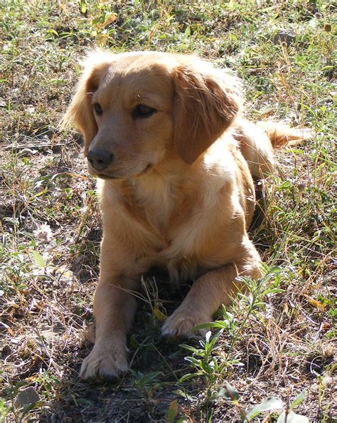 The mini golden retriever packs the sunny golden retriever personality into a small and family friendly pup. This is a miniature golden retriever : aww