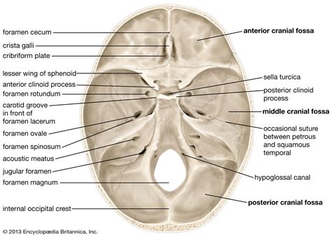 Skull Definition Anatomy And Function Britannica