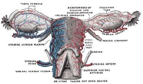 Fallopian Tube Anatomy Function Britannica Com