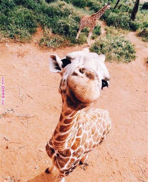 Follow Julianadawdyyy For More Like This Animals Pinterest Cute