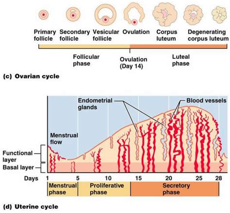 Kinfoenternatiment The Menstrual Cycle