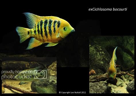 Herichthys Bocourti Coloration