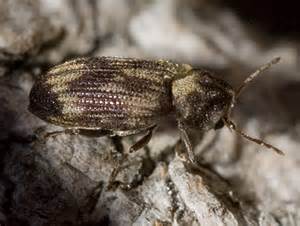 Death Watch Beetle Hadrobregmus Notatus Bugguidenet