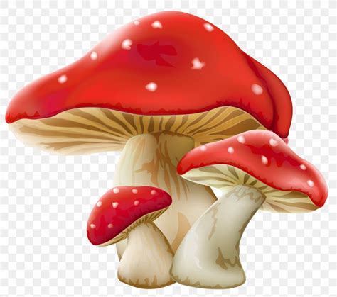 Mushroom Fungus Clip Art PNG X Px Mushroom Animation Common Mushroom Edible