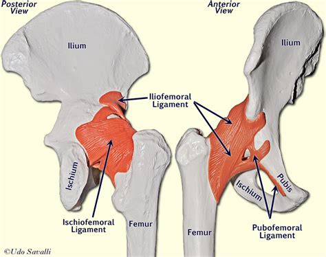 Both are made of collagen. BIO201-Leg Joints