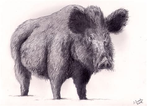 Wild Hog Drawing At Getdrawings Free Download