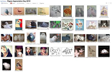 Pigeon Appreciation Day 61315