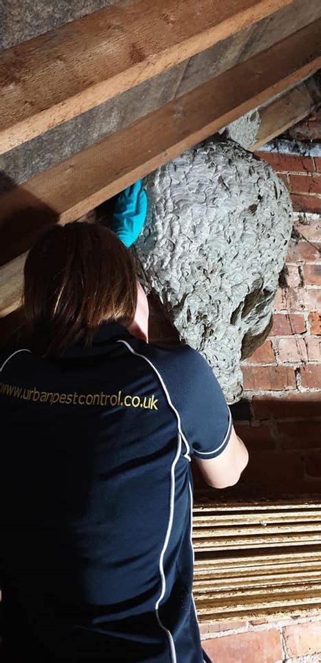Wasps are a significant pest in new zealand. Monster Wasp Nest Removal Wimborne, Wasp Control Dorset £60