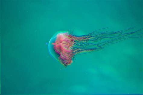 Jellyfish Thrive On Pollution And Climate Change Now Theyre Taking Over