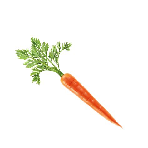 Vegetable Carrot Computer File Carrot Vector Png Download 23622362