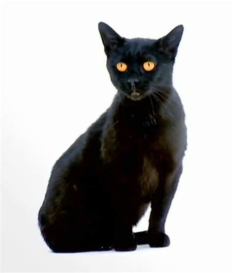 Bombay Cat Pictures And Information Cat