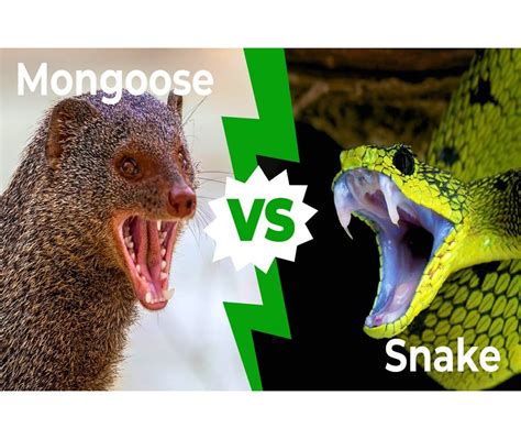 Snake Vs Mongoose Attacker Snake Vs Mongoose Attacker By Chef Tv