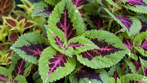 See more ideas about plants, planting flowers, house plants. 51 Plants That Don't Need A Lot Of Sun To Thrive | Shadow ...