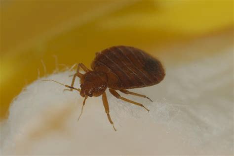 Dont Let The Bed Bugs Bite Tips To Keeping Your Home Bed Bug Free