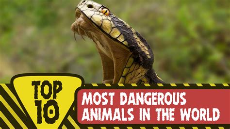 10 Most Dangerous Animals In The World Youtube Kulturaupice
