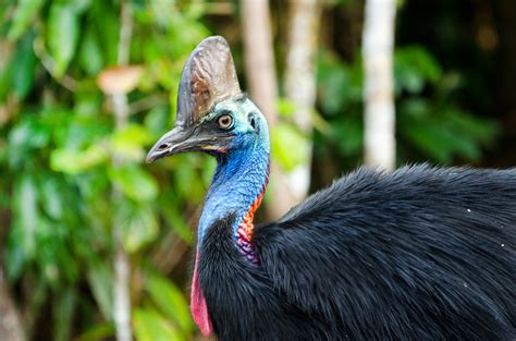 Rare Birds In The World With Names Unique Rare Bird