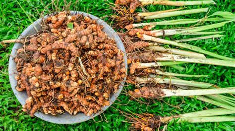 How To Grow A Ton Of Turmeric Self Sufficient Me