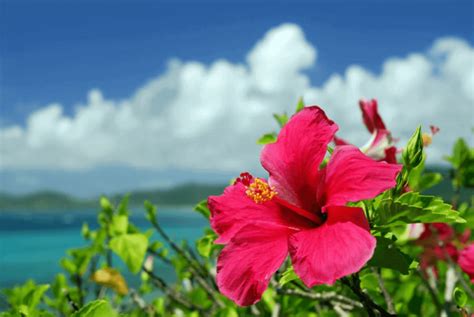 8 Hawaii Island Flowers Represent 8 Hawaiis Main Islands