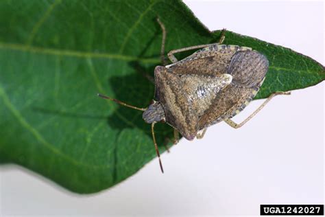 Stink Bugs Got Pests Board Of Pesticides Control Maine Dacf