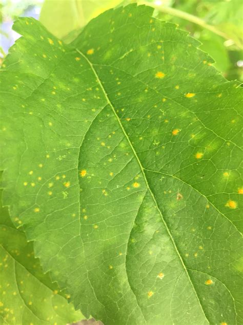 Trend Yellow Spots On Apple Tree Leaves Plant Images Download