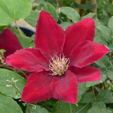 Maybe you would like to learn more about one of these? CLEMATIS REBECCA | Clematis, Clematis plants, Pretty flowers